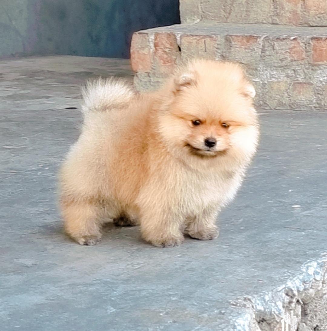 Order Female toy Pomeranian   Puppy from Bangalore